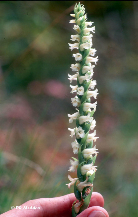 Spiranthes cernua